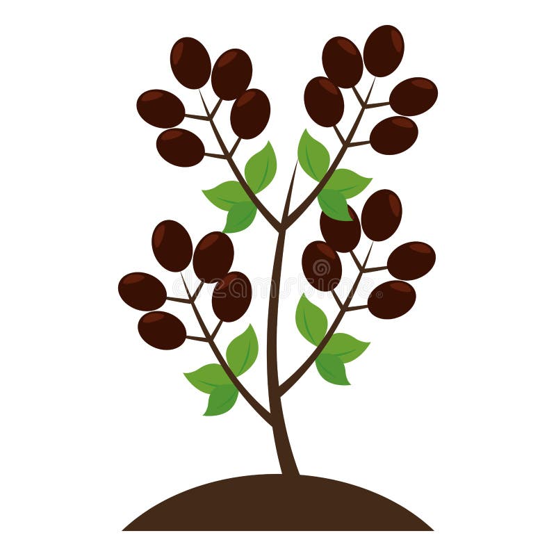 Coffee Plant Organic Product Stock Illustration Illustration of botanical, design 84718839