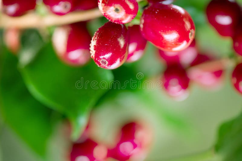 Coffee plant. Red coffee beans growing on a branch