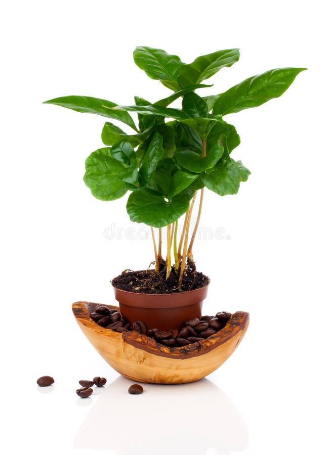 Coffee plant tree growing seedling in soil pile