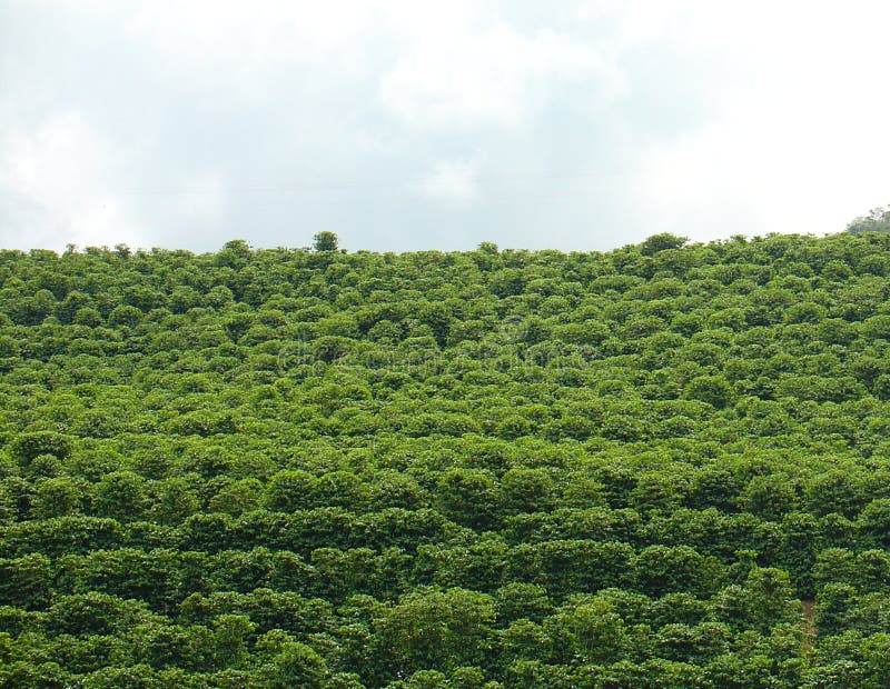 Coffee plantation stock image. Image of clouds, dark, nature 542465