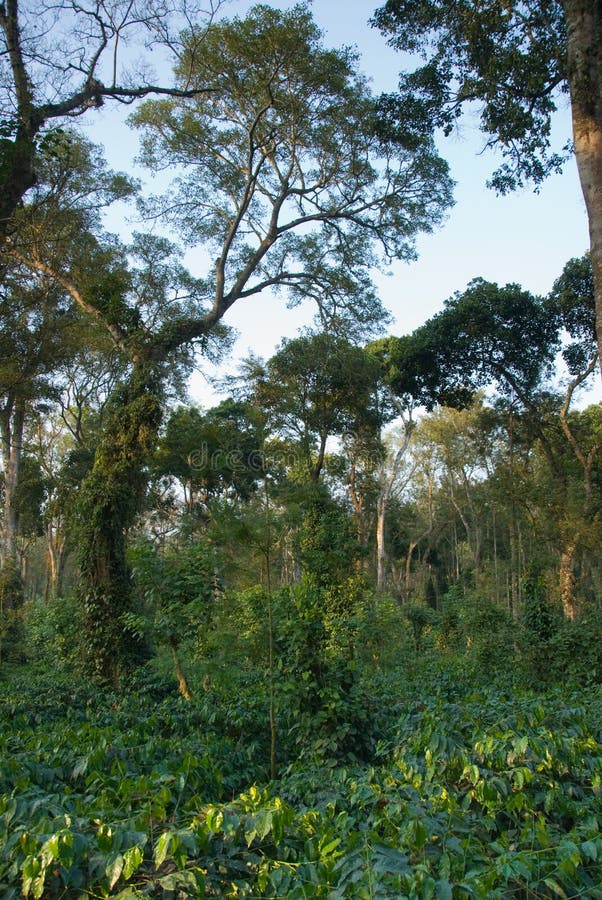 Young Coffee Trees Conilon Robusta Coffea Stock Photo 2348726333