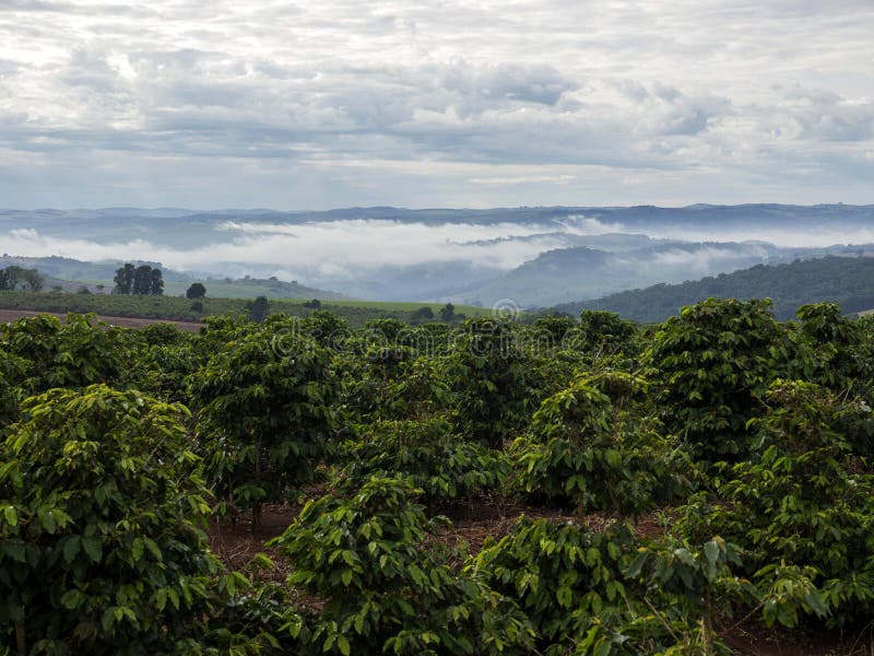 Coffee plantation stock photo. Image of nature, farm 77429938