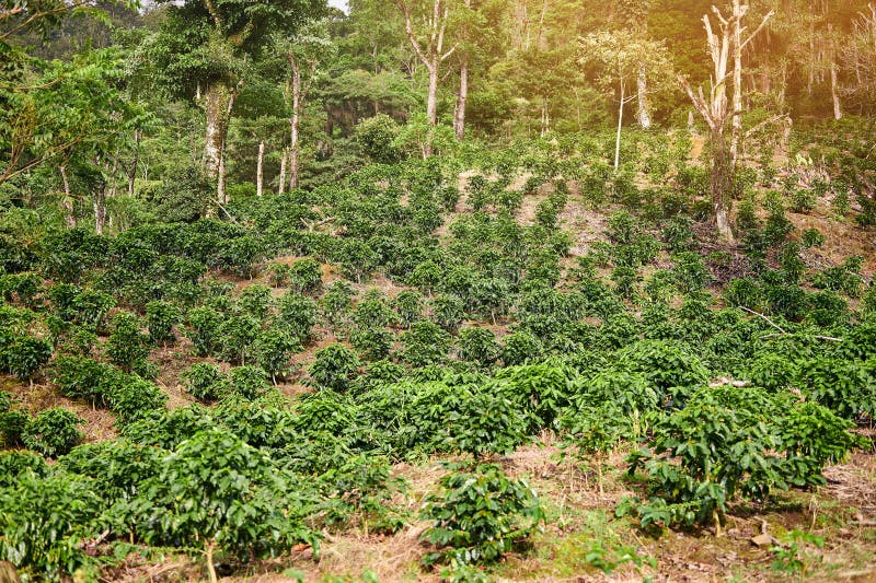 Coffee Plantation on High Mountain Stock Image Image of landscape