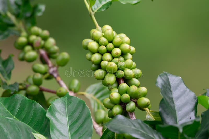 Coffee Seed on Plantation , Coffee Crop Stock Image Image of organic