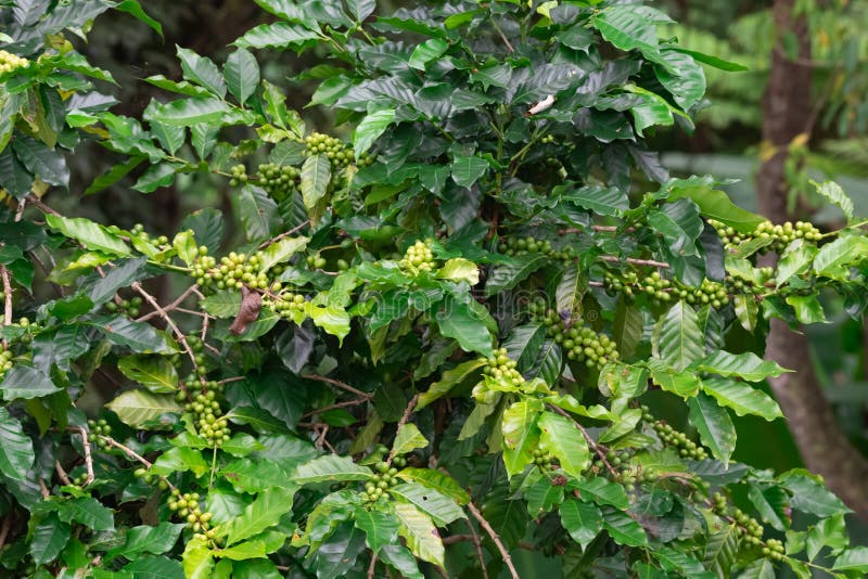Coffee Seed on Plantation , Coffee Crop Stock Image Image of