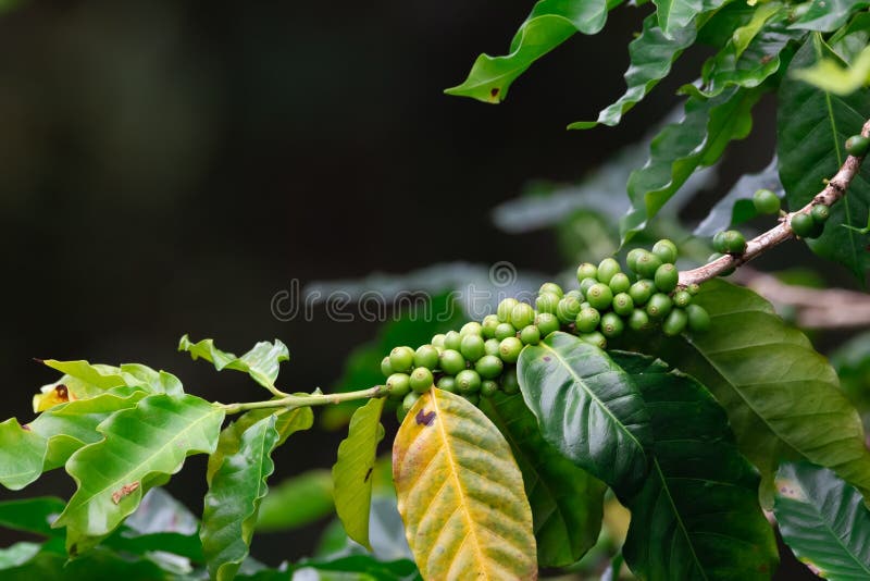 Coffee Seed on Plantation , Coffee Crop Stock Photo Image of farm