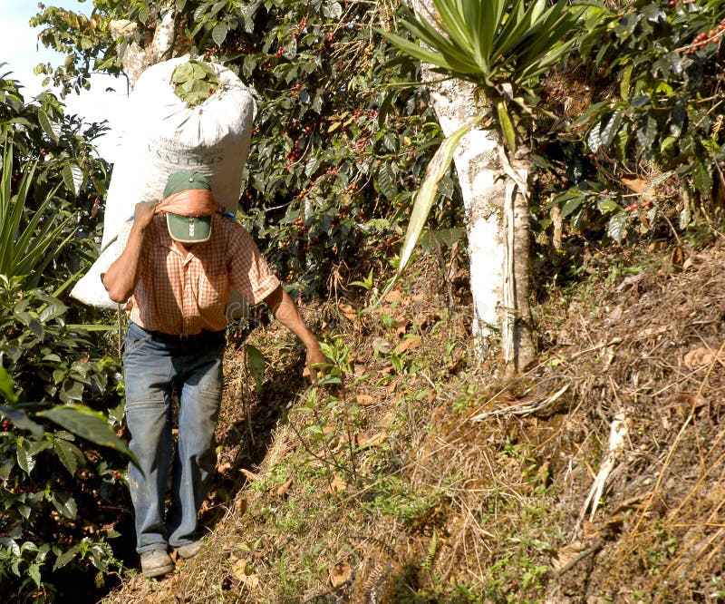 Coffee plantation Guatemala 10