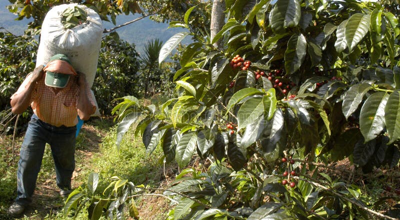 Coffee plantation Guatemala 22