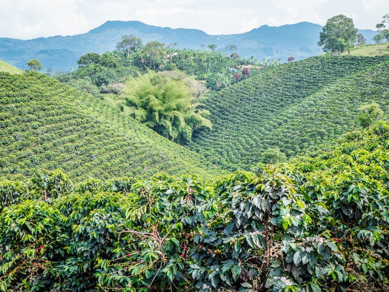 Колумбия страна кофе. Эфиопия кофейные плантации. Анды Колумбия кофейные плантации. Плантации кофе в Эфиопии. Кофейные плантации в Бразилии.
