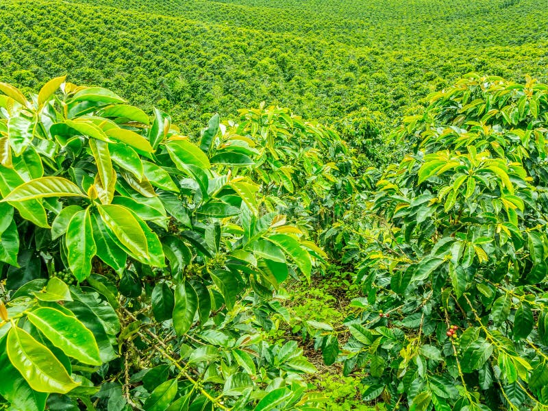 coffee plantation in the region of Armenia, department of Quindio,  Cordillera Central of the Andes mountain range, Colombia, South America  Stock Photo - Alamy