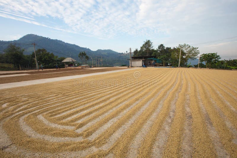 Pergamino café sobre el café plantación.