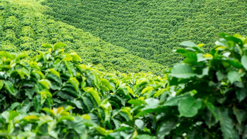 Coffee Plantation