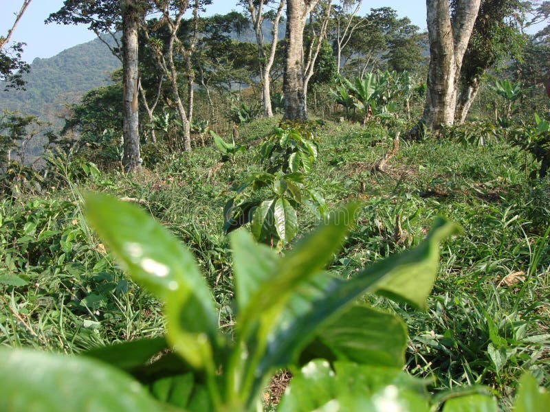 Coffee Plantation stock photography Coffee Plantation stock photography
