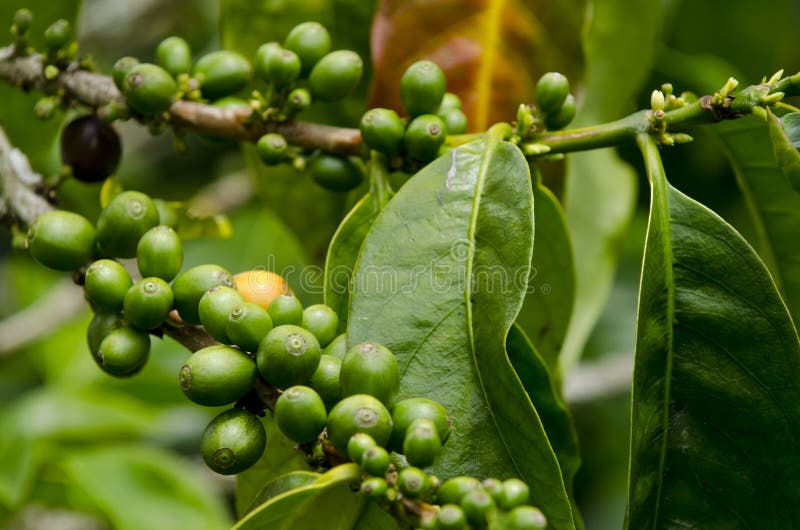 Coffee Plantations With Mounta Stock Image Image of travel, nature