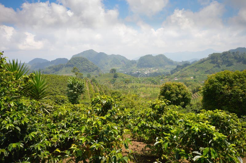 coffee plantation in the region of Armenia, department of Quindio,  Cordillera Central of the Andes mountain range, Colombia, South America  Stock Photo - Alamy