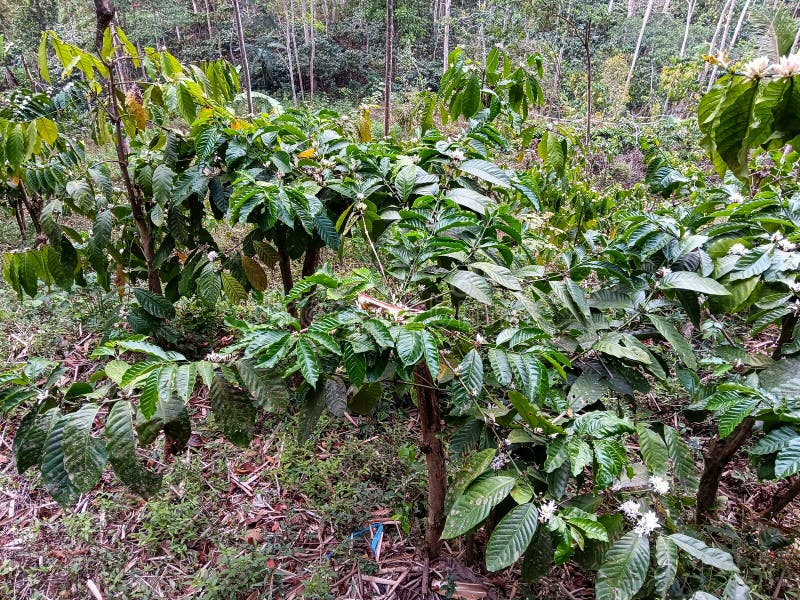 Coffee Plants that Grow in Dense Forests Stock Image Image of