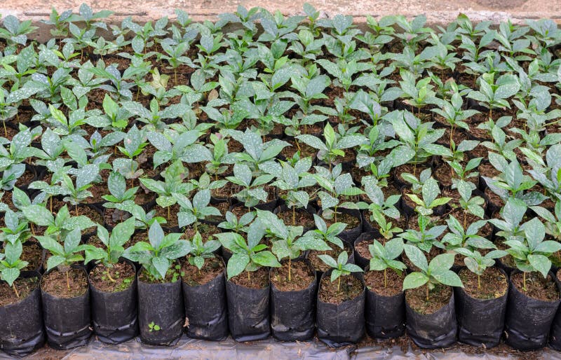 Coffee nursery tree stock photo. Image of crop, harvest 71389814