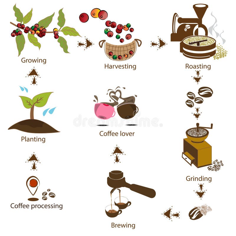 Coffee Processing Step by Step from Bean To Coffee Lover Stock
