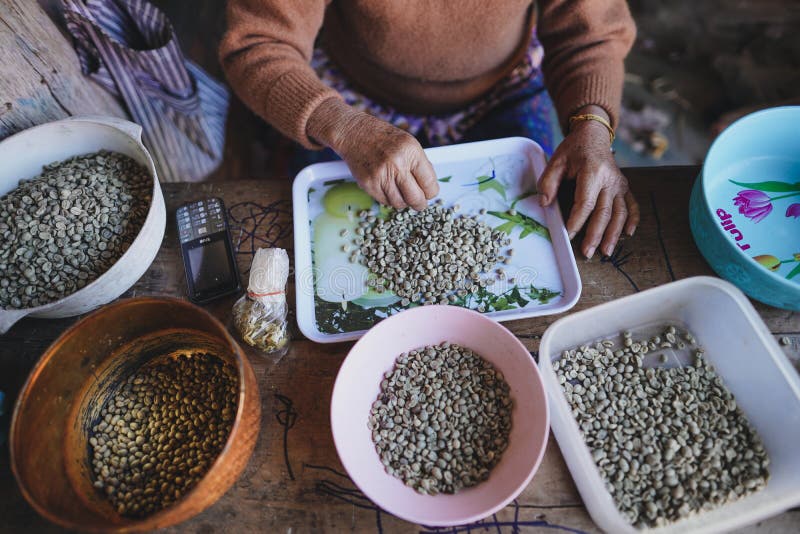 Coffee Raw coffee beans Dried coffee People are sorting coffee beans