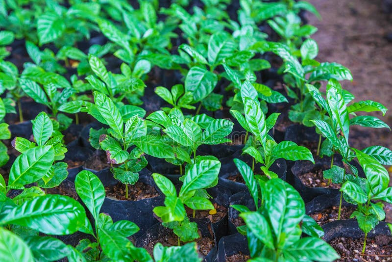 .Coffee Seedlings in the Nursery Stock Image Image of fresh, arabica