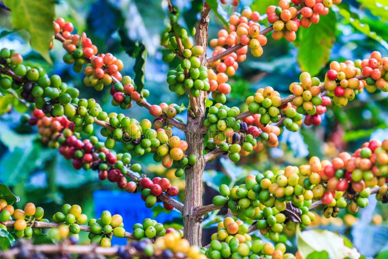Coffee seeds stock photo. Image of branch, flora, fruit 34280082