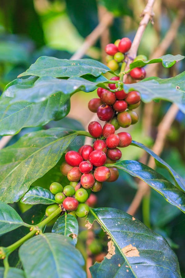 Coffee seeds stock photo. Image of bush, agriculture 52085676