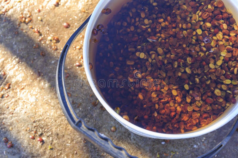 The coffee seeds beans are then thoroughly washed. royalty free stock photos The coffee seeds beans are then thoroughly washed. royalty free stock photos
