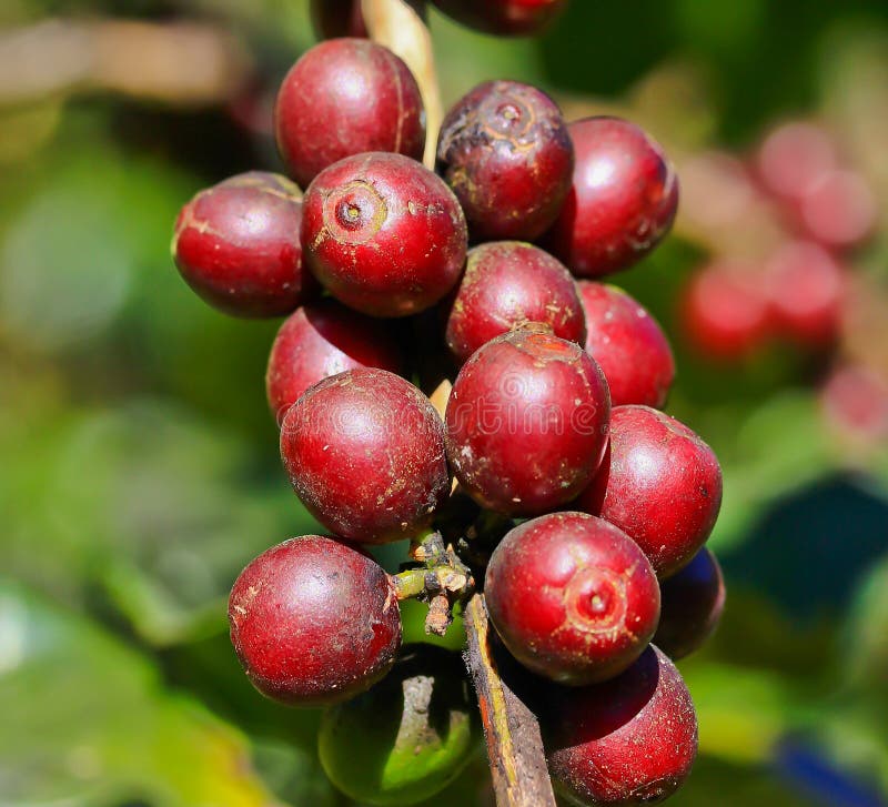 Coffee seeds stock image. Image of farming, leaf, agriculture 33067447