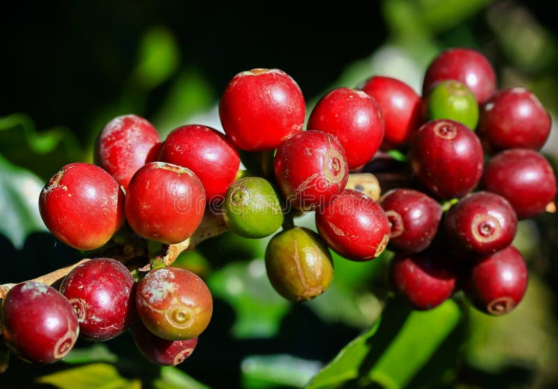 Coffee seeds stock photo. Image of crop, drink, arabica 52085802