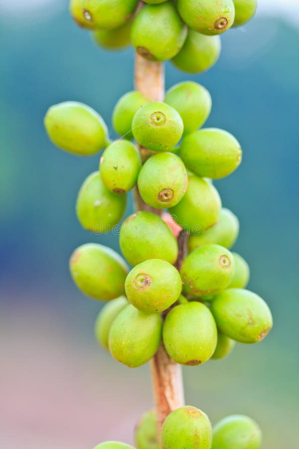 Coffee seeds stock photo. Image of branch, flora, fruit 34280082