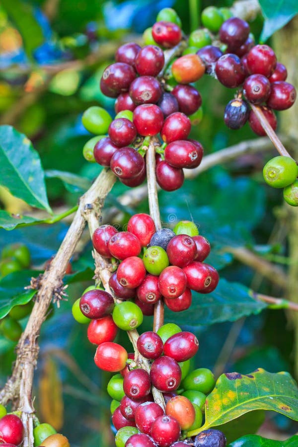 Coffee seeds stock photo. Image of branch, flora, fruit 34280082