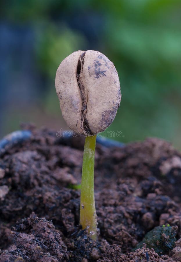 Coffee sprout stock image. Image of ecology, branch, beginning 31997667