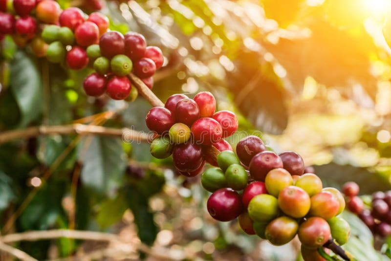 Coffee on Tree Arabicas Raw and Ripe Coffee Bean in Field and Sunlight