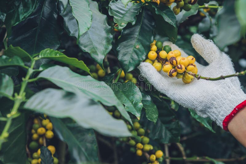 Coffee Tree with Coffee Beans on Coffee Plantation,How To Harvest