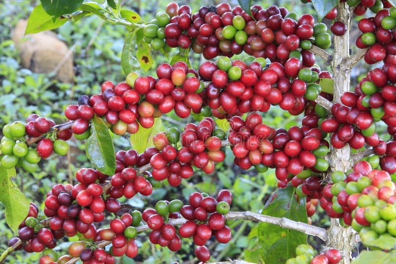 Coffee Tree on Cofffe Tree in Cafe Plantation Stock Image Image of