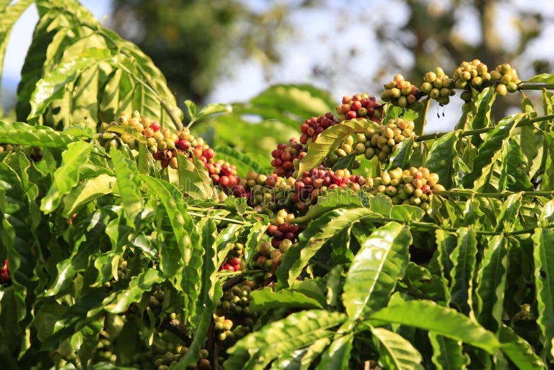 Coffee Tree with Coffee Bean Stock Image Image of bean, asian 90158907