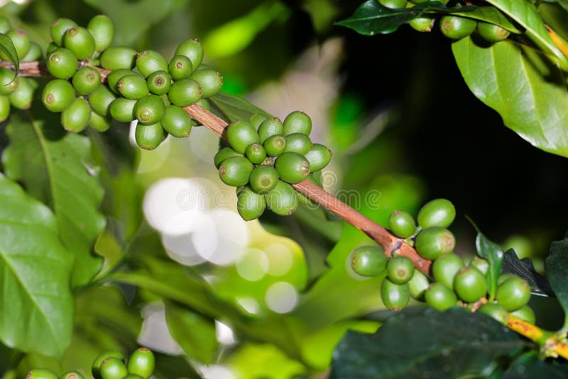 Coffee Tree With Coffee Beans In Coffee Plantation Stock Photo Image