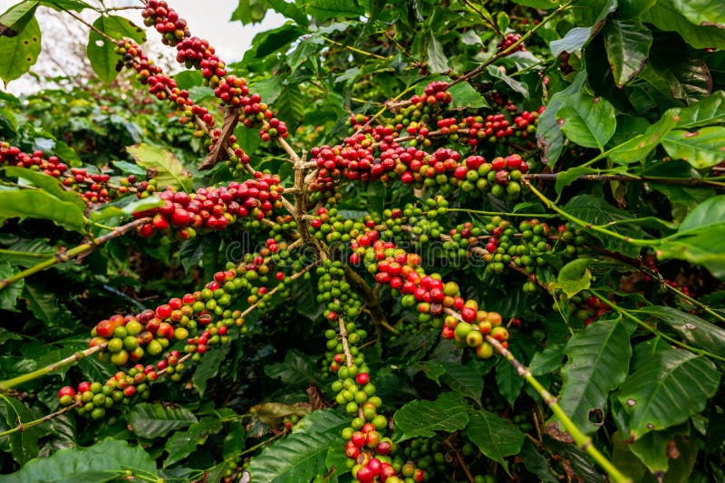 Coffee Tree with Fresh Arabica Coffee Bean in Coffee Plantation Stock