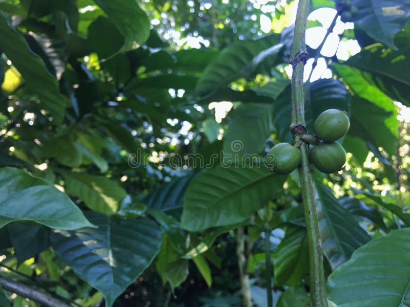 Coffee Tree with Green Coffee Beans in Bali Stock Image Image of tree, nature 216999933