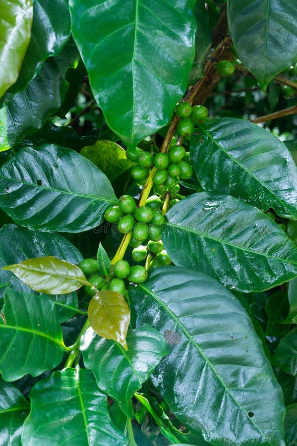 Coffee tree with green coffee beans