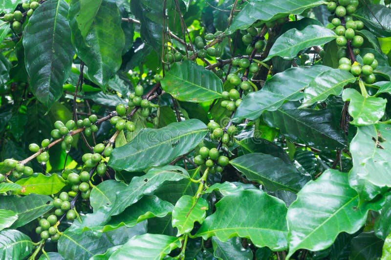 Coffee tree with green coffee beans