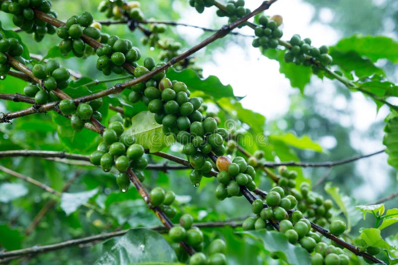 Coffee tree with green coffee beans on the branch