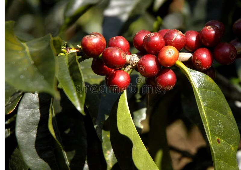 De café un árbol frijoles.