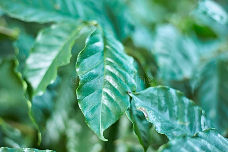 Coffee Tree in Coffee Plantation on the Mountain Stock Image Image of