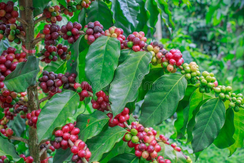 Young Coffee Trees Conilon Robusta Coffea Stock Photo 2348726333