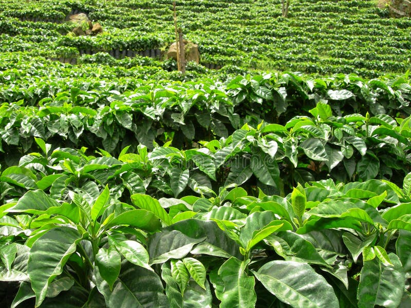 Young Coffee Trees Conilon Robusta Coffea Stock Photo 2347630213