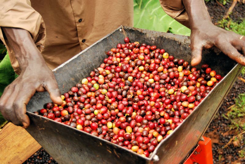 Coffee in Uganda