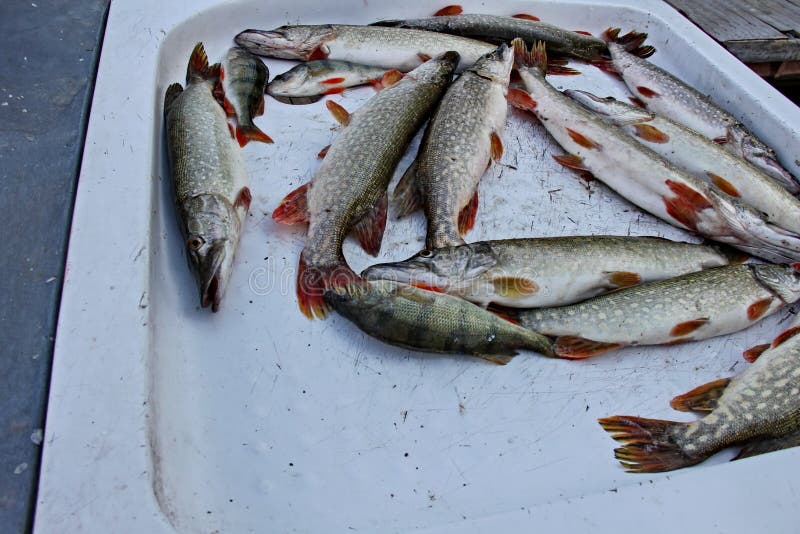 Cogió al Pike - el sueño de cualquier pescador Lucios cogidos a bordo de un barco de pesca La captura del pescador Una captura ac imagen de archivo libre de regalías Cogió al Pike - el sueño de cualquier pescador Lucios cogidos a bordo de un barco de pesca La captura del pescador Una captura ac imagen de archivo libre de regalías