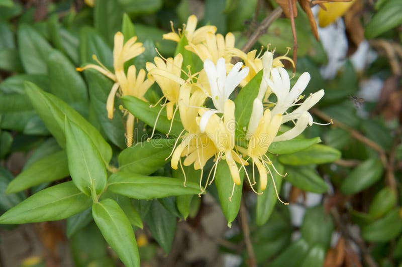 Cognassier du Japon Thunb de Lonicera ou fleur jaune et blanche de chèvrefeuille japonais