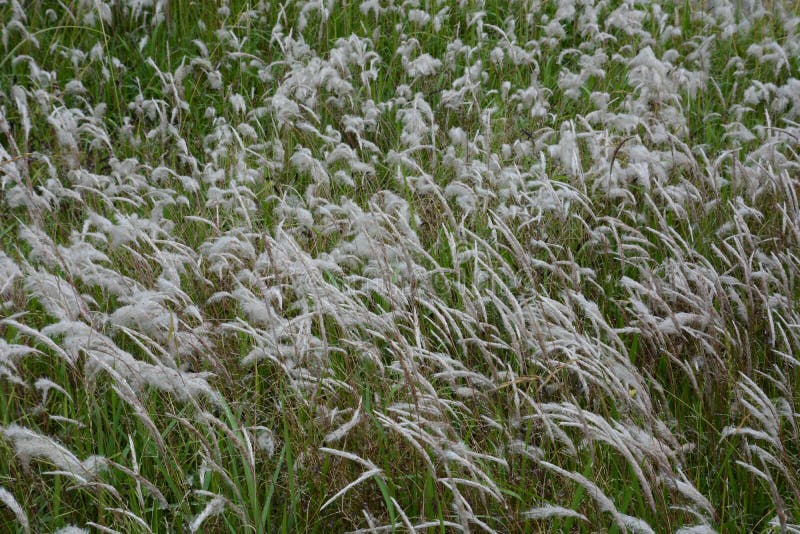 closeup of white fluff from a weed blowing in the wind Stock Photo